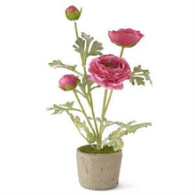Load image into Gallery viewer, Ranunculus Flower in Clay pot