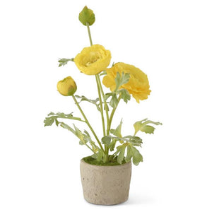 Yellow Ranunculus Flower in Clay pot