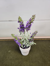 Load image into Gallery viewer, 6 Inch Purple Lavender in a Pot