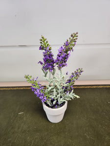 6 Inch Purple Lavender in a Pot