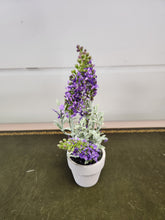 Load image into Gallery viewer, 6 Inch Purple Lavender in a Pot