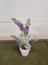 Load image into Gallery viewer, 6 Inch Purple Lavender in a Pot
