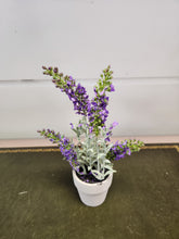 Load image into Gallery viewer, 6 Inch Purple Lavender in a Pot