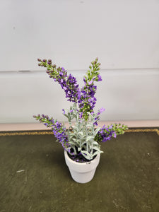 6 Inch Purple Lavender in a Pot
