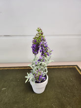 Load image into Gallery viewer, 6 Inch Purple Lavender in a Pot
