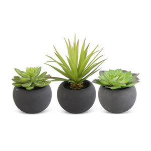 Succulent in Matte Black Pot (3 Styles)