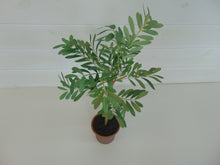 Load image into Gallery viewer, Small Artificial Tree