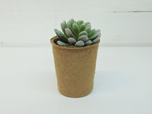 Load image into Gallery viewer, Artificial Succulent In Paper Pot #3