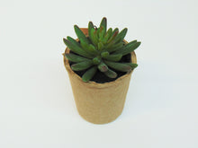 Load image into Gallery viewer, Artificial Succulent In Paper Pot #4