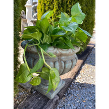 Load image into Gallery viewer, Concrete Garden Florentine Planter/Pot