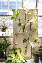 Load image into Gallery viewer, Eliza Round Glass Hanging Wall Planter Vase