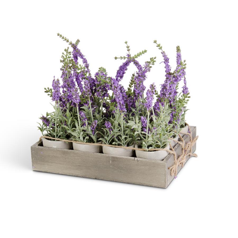 lavender in planter box 6 Inch Purple Lavender in a Pot