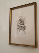 Load image into Gallery viewer, Vintage Silky Tamarin In Tree Sketch
