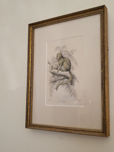 Vintage Silky Tamarin In Tree Sketch