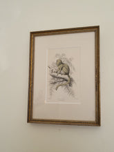 Load image into Gallery viewer, Vintage Silky Tamarin In Tree Sketch
