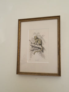Vintage Silky Tamarin In Tree Sketch