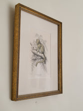 Load image into Gallery viewer, Vintage Silky Tamarin In Tree Sketch
