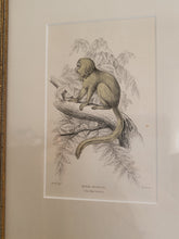 Load image into Gallery viewer, Vintage Silky Tamarin In Tree Sketch
