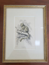 Load image into Gallery viewer, Vintage Silky Tamarin In Tree Sketch
