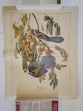 Load image into Gallery viewer, Florida Jay Bird Poster
