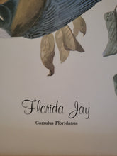 Load image into Gallery viewer, Florida Jay Bird Poster
