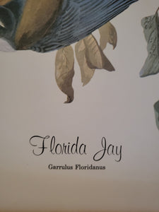 Florida Jay Bird Poster
