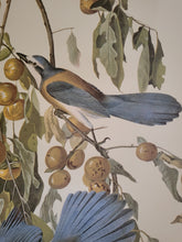 Load image into Gallery viewer, Florida Jay Bird Poster
