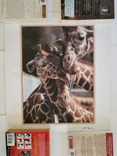Load image into Gallery viewer, Giraffe Poster

