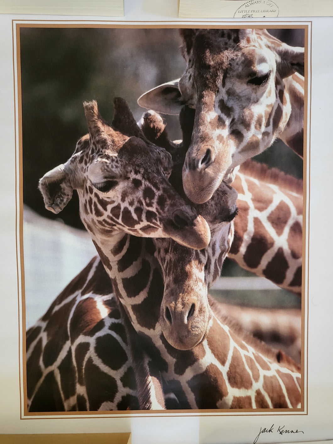 Giraffe Poster