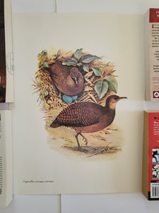 Birds of Brazil Vintage Poster Set