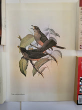 Load image into Gallery viewer, Birds of Brazil Vintage Poster Set
