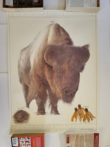 North American Prairie Bison Poster