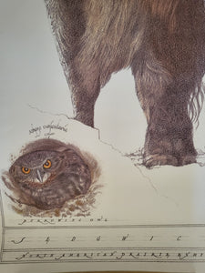 North American Prairie Bison Poster