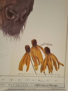 North American Prairie Bison Poster