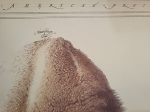 North American Prairie Bison Poster