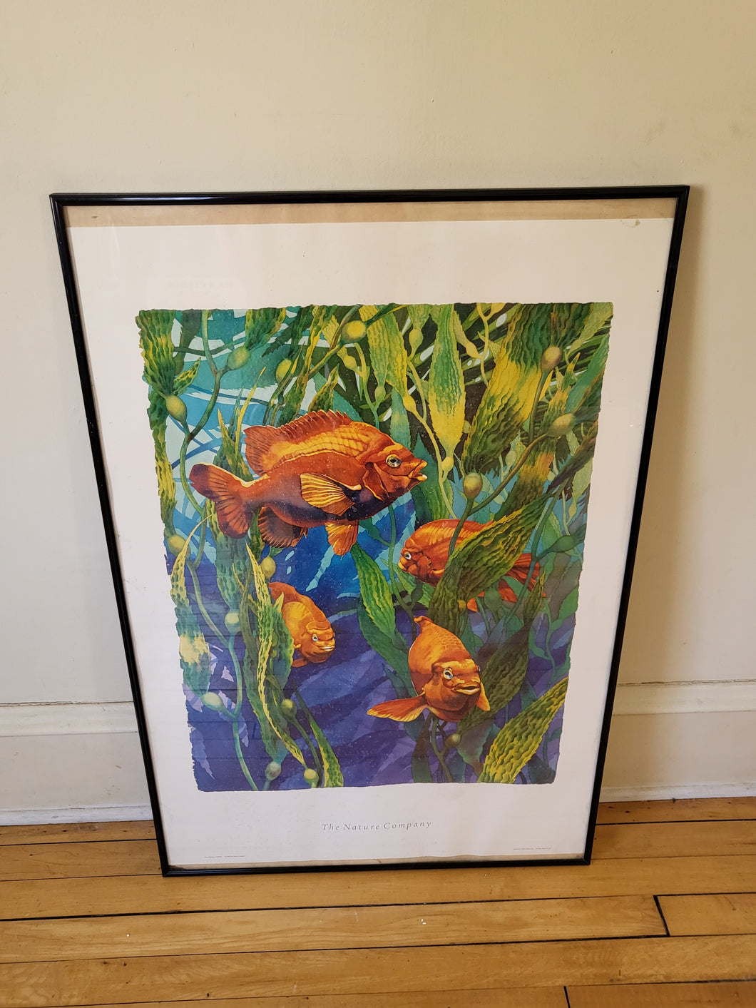 Framed Fish Picture Wall Decor