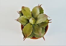 Load image into Gallery viewer, Artificial Succulent In Ceramic Pot

