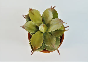 Artificial Succulent In Ceramic Pot