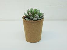 Load image into Gallery viewer, Artificial Succulent In Paper Pot #3
