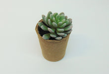 Load image into Gallery viewer, Artificial Succulent In Paper Pot #3
