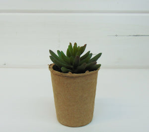 Artificial Succulent In Paper Pot #4
