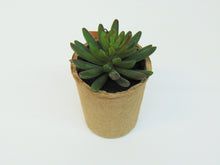 Load image into Gallery viewer, Artificial Succulent In Paper Pot #4
