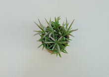 Load image into Gallery viewer, Artificial Succulent In Paper Pot #5
