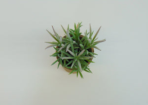 Artificial Succulent In Paper Pot #5