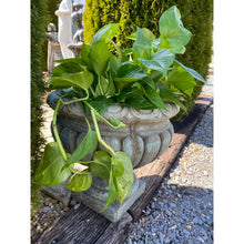 Load image into Gallery viewer, Concrete Garden Florentine Planter/Pot

