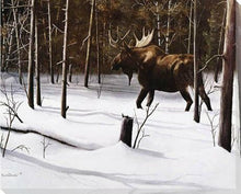 Load image into Gallery viewer, Winter Forage - Moose Picture By Kevin Daniel
