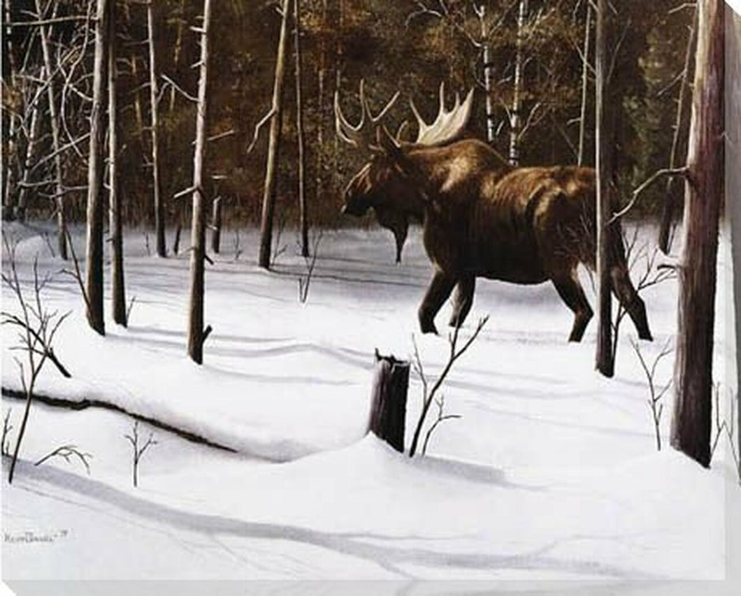 Winter Forage - Moose Picture By Kevin Daniel